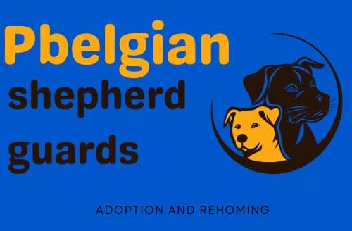 Pbelgianshepherdguards